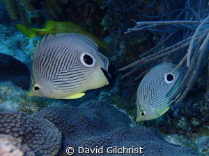 A pair of Four Eyed Butterflyfish in the waters of Looe K... by David Gilchrist 